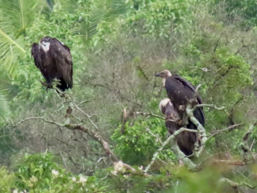 White-rumped Vulture - ML637146137