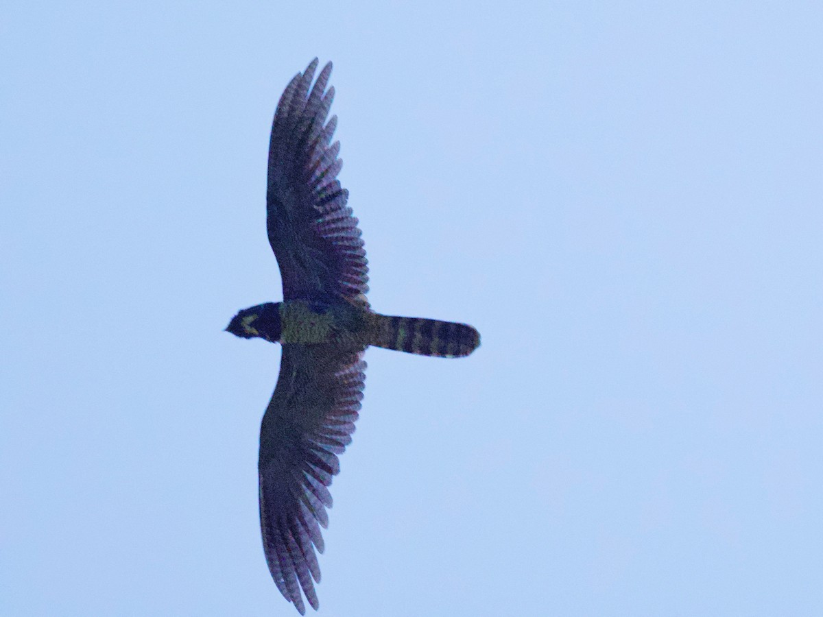Malaysian Eared-Nightjar - ML637146143
