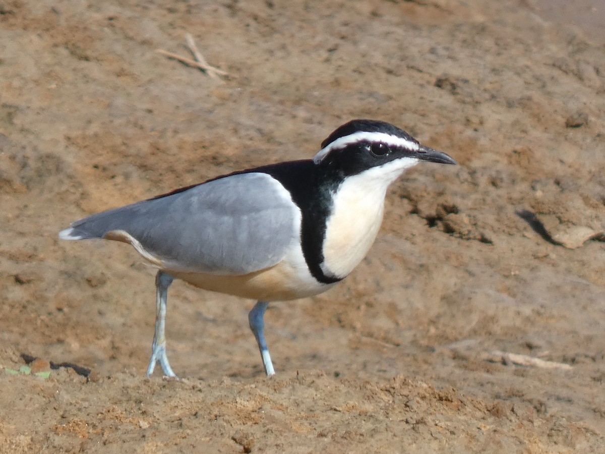 Egyptian Plover - ML637146175