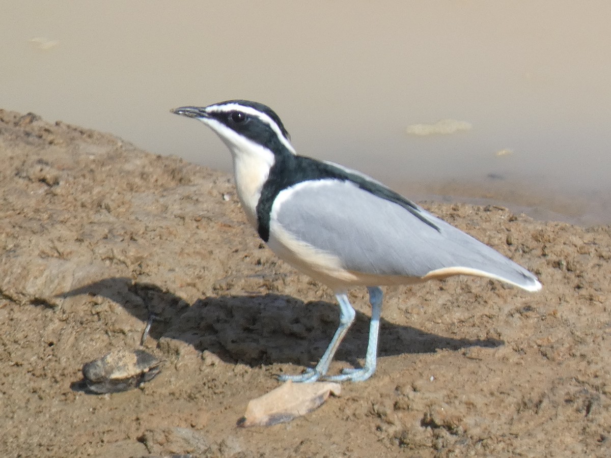 Egyptian Plover - ML637146176