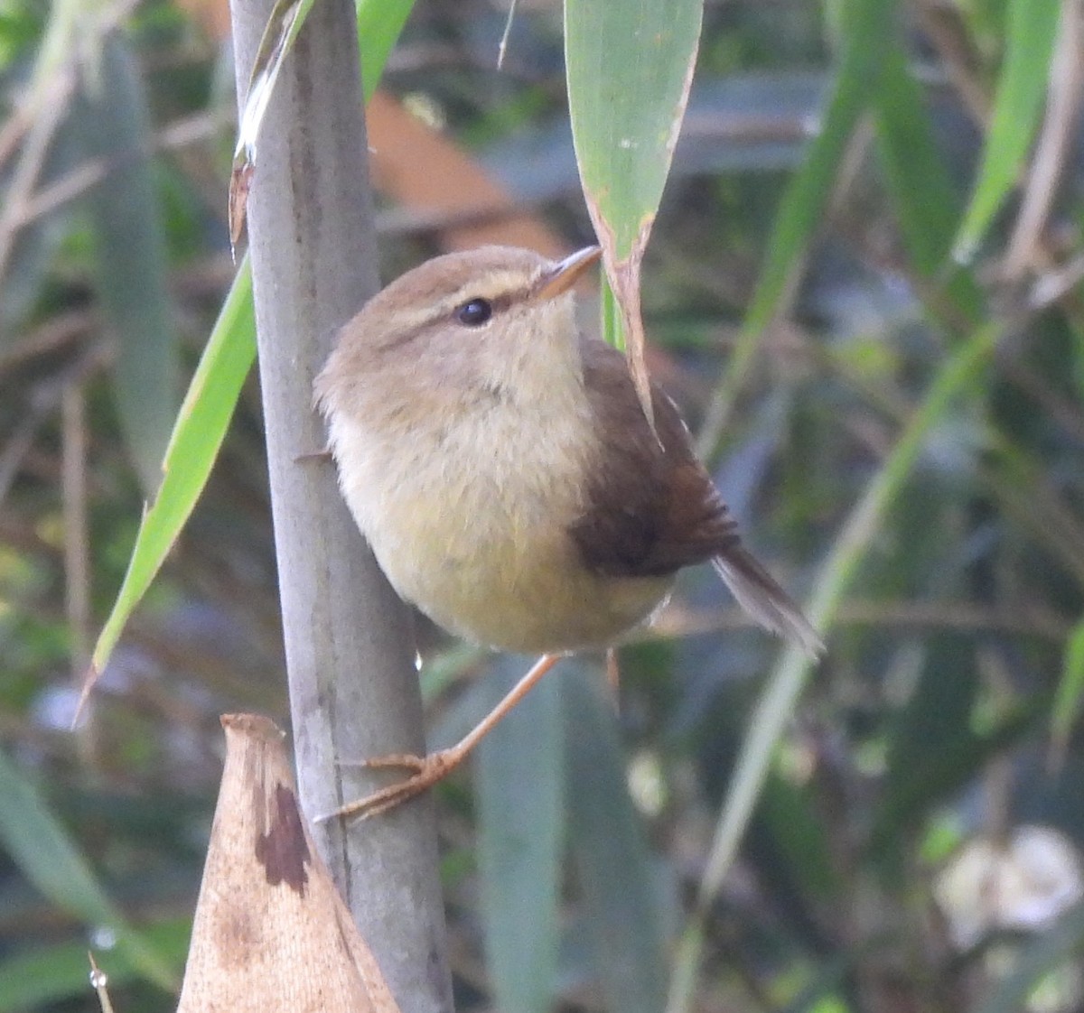 Hume's Bush Warbler - ML637146198