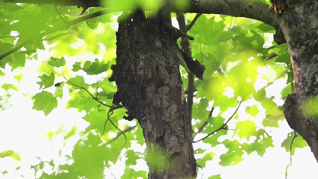 Downy Woodpecker (Eastern) - ML637146199