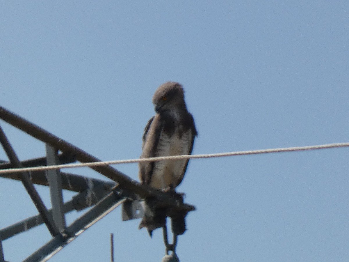 Beaudouin's Snake-Eagle - ML637146267