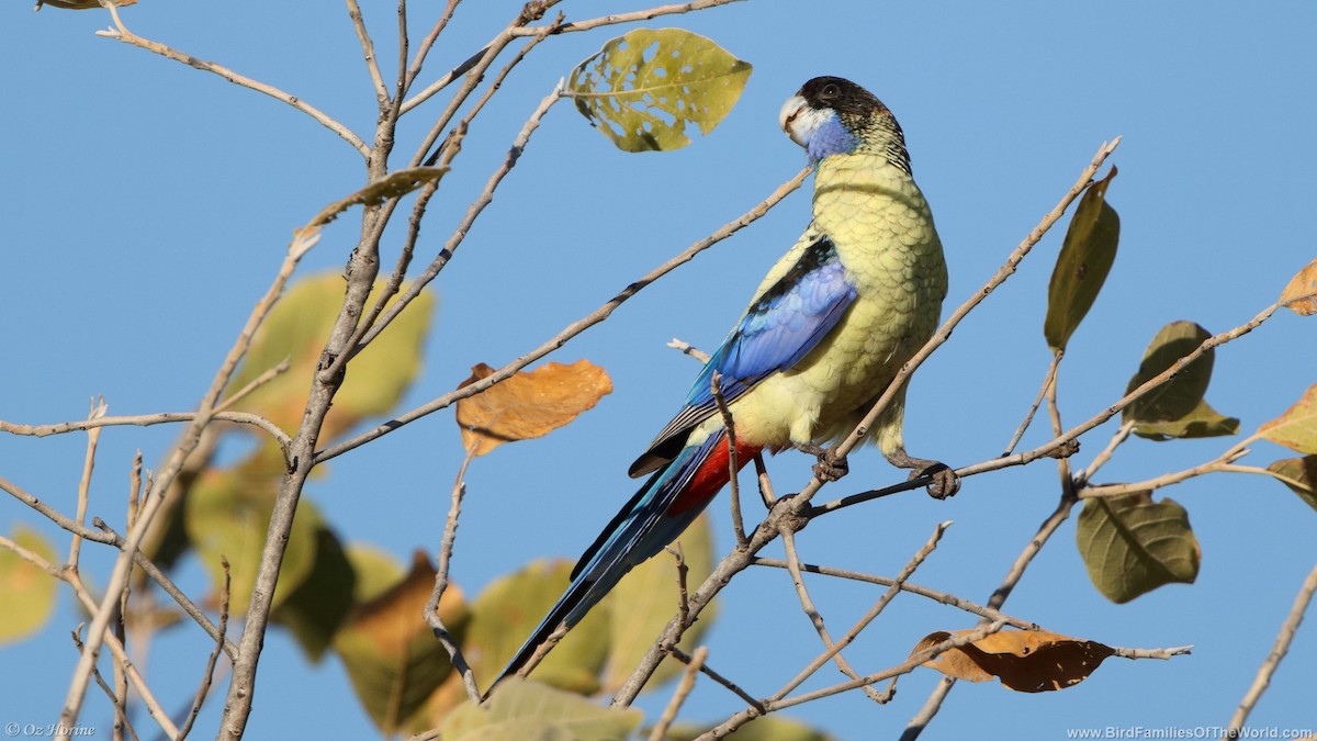 Northern Rosella - ML637146370