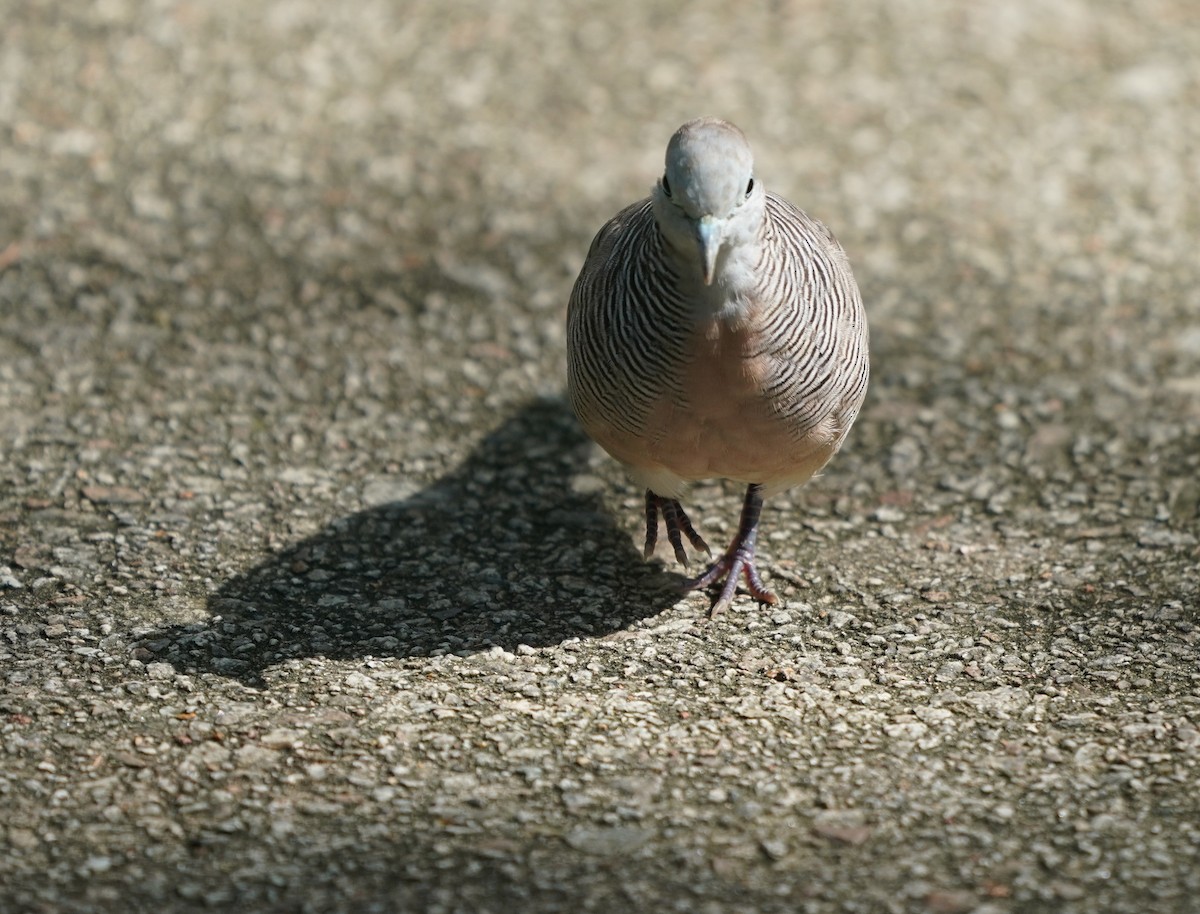 Zebra Dove - ML637146472