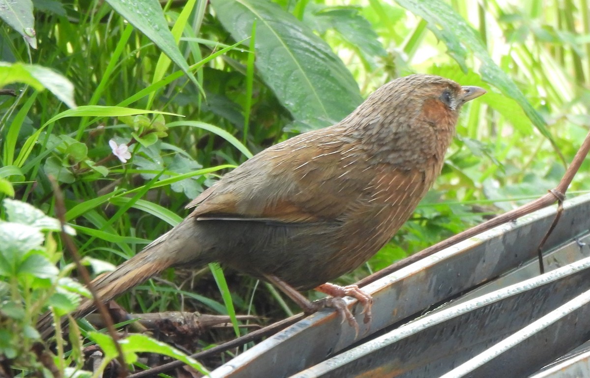 Streaked Laughingthrush - ML637146478