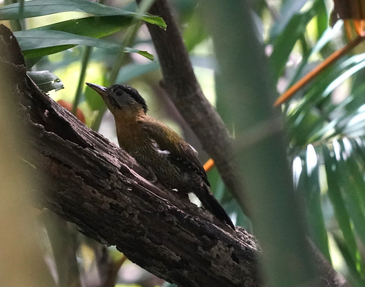 Laced Woodpecker - ML637146510