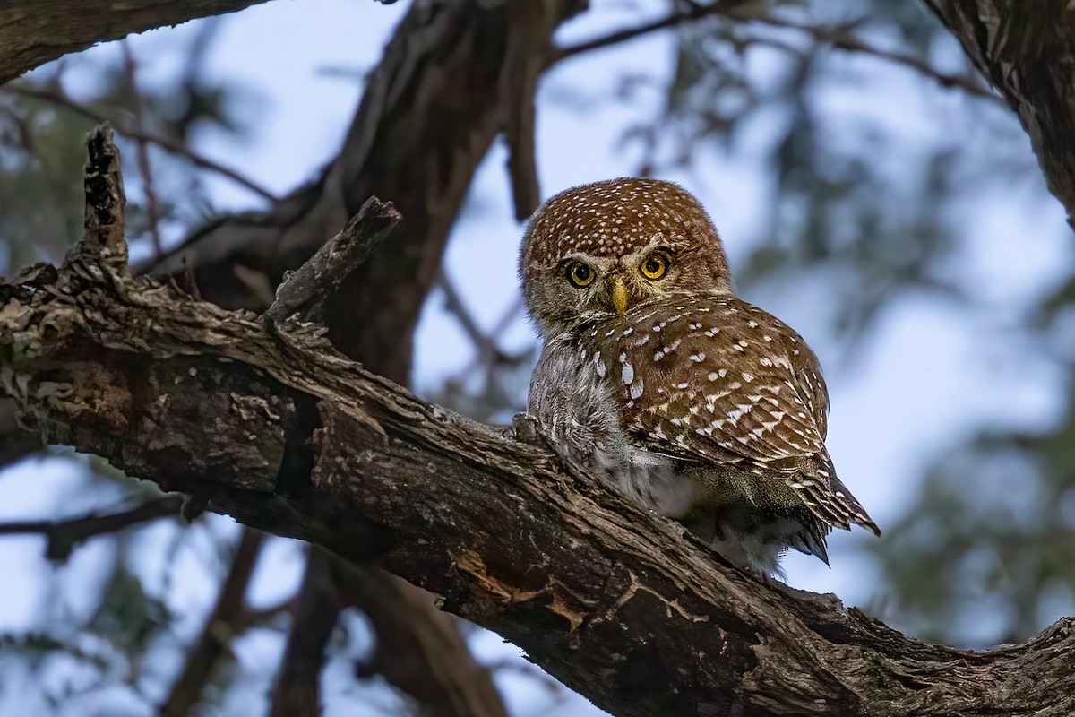Pearl-spotted Owlet - ML637146561