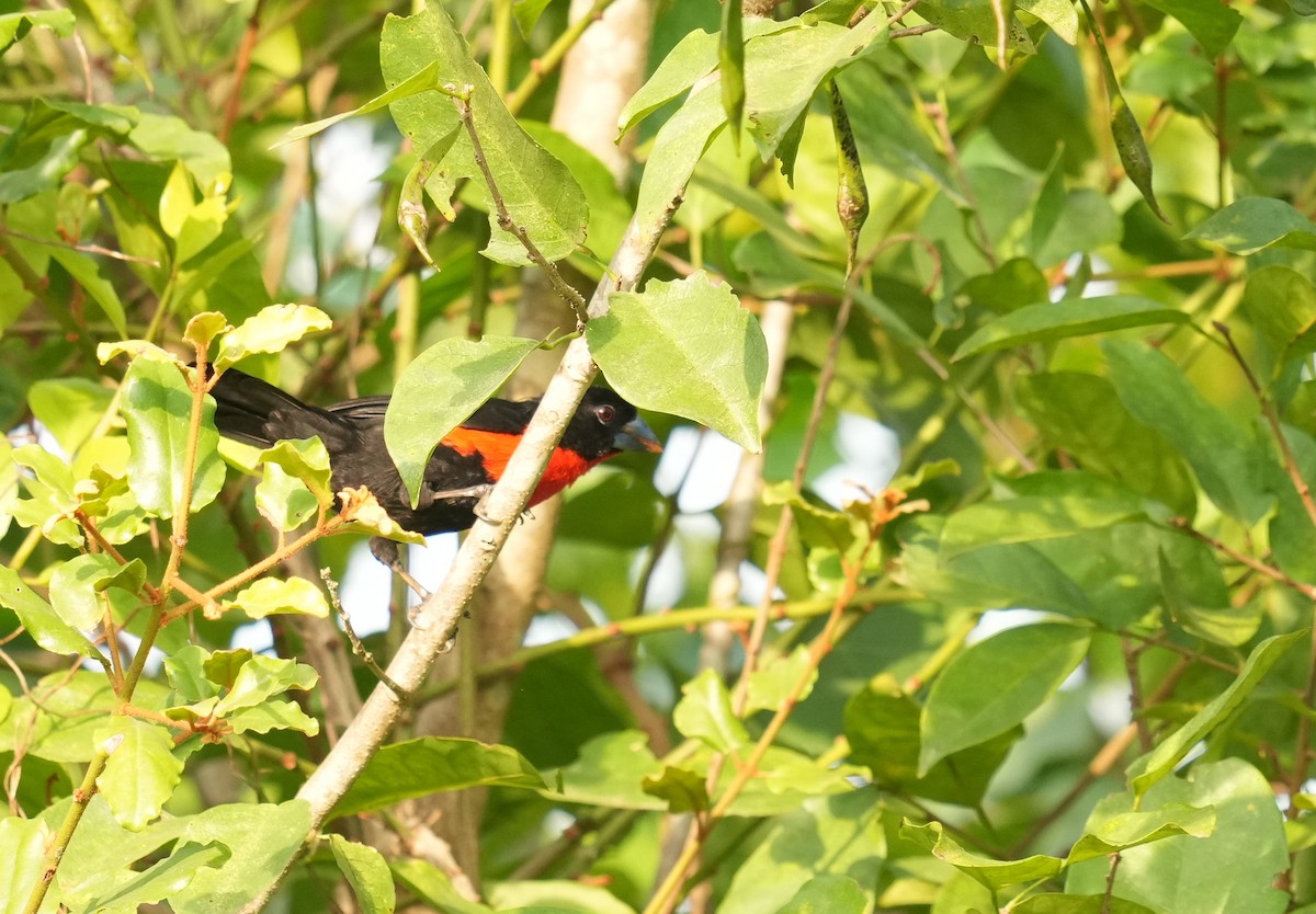 Western Bluebill - ML637146572