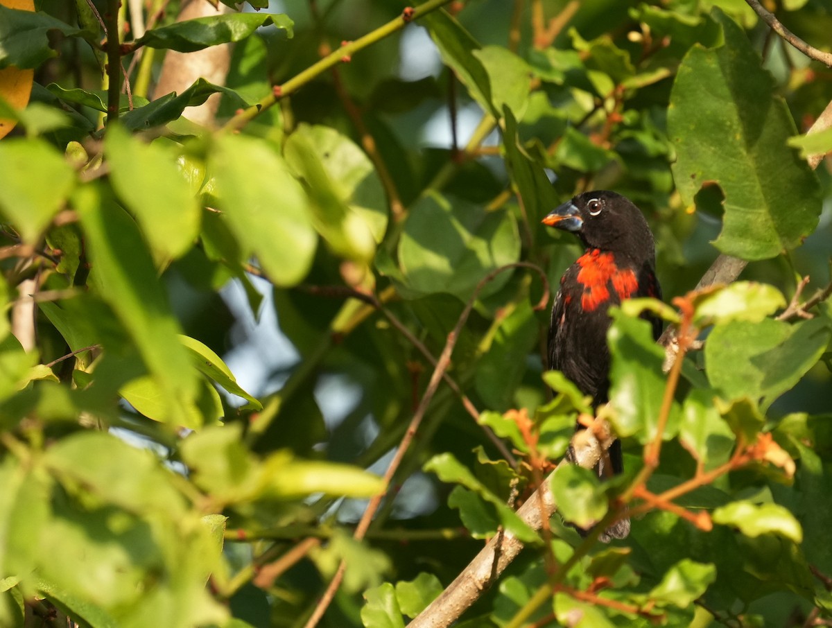 Western Bluebill - ML637146597