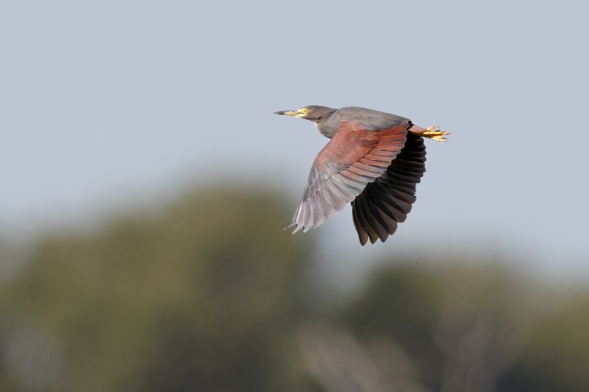 Rufous-bellied Heron - ML637146784