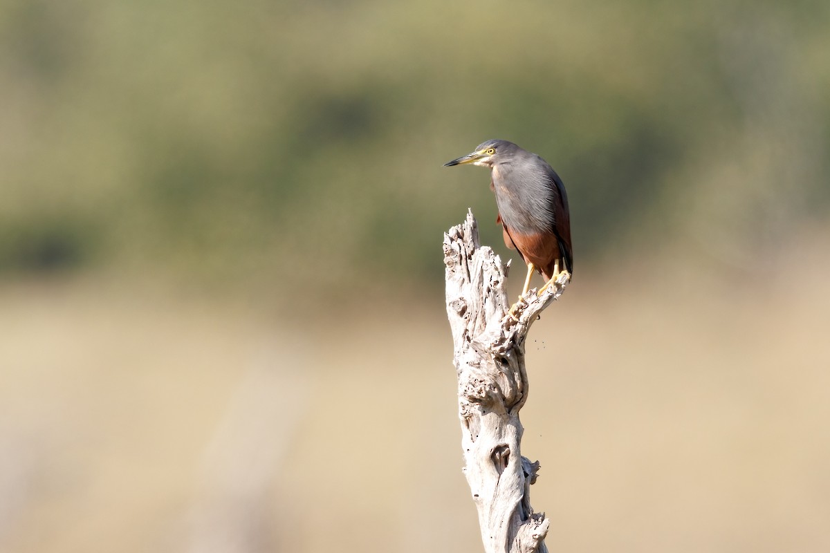 Rufous-bellied Heron - ML637146785