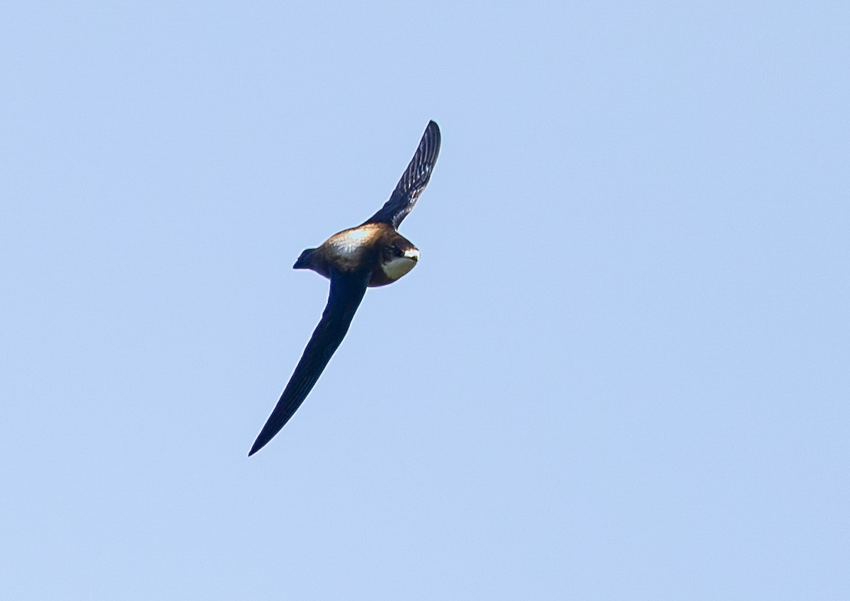 White-throated Needletail (White-lored) - ML637146787