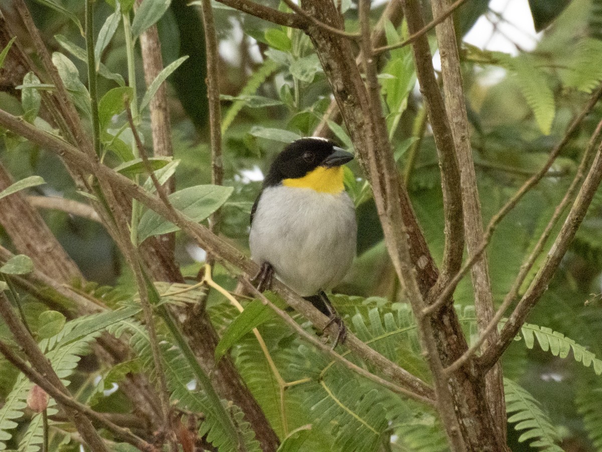 White-naped Brushfinch - ML637146809