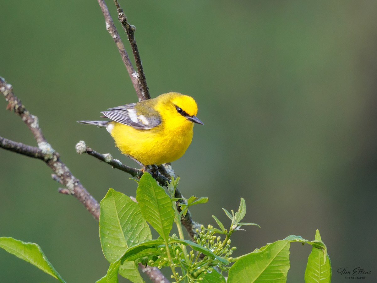 Blue-winged Warbler - ML637146832
