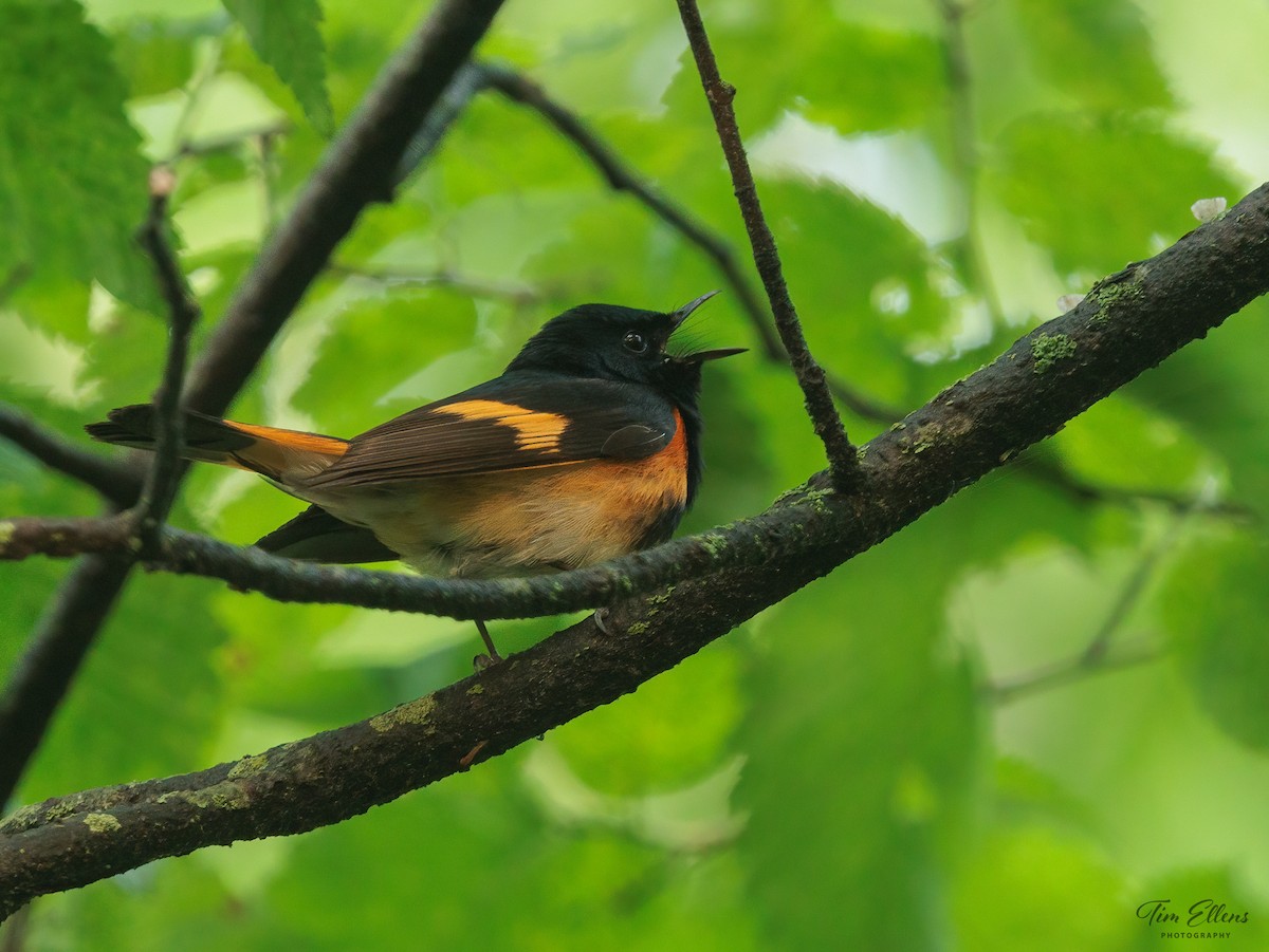 American Redstart - ML637146840