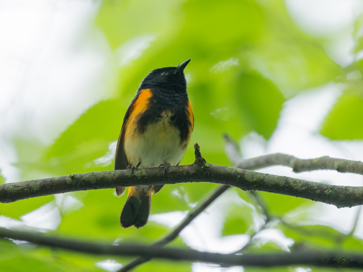 American Redstart - ML637146841