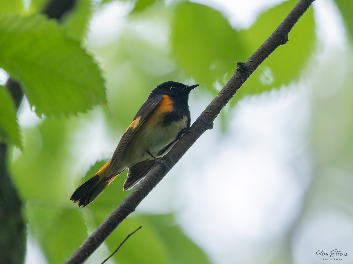 American Redstart - ML637146842