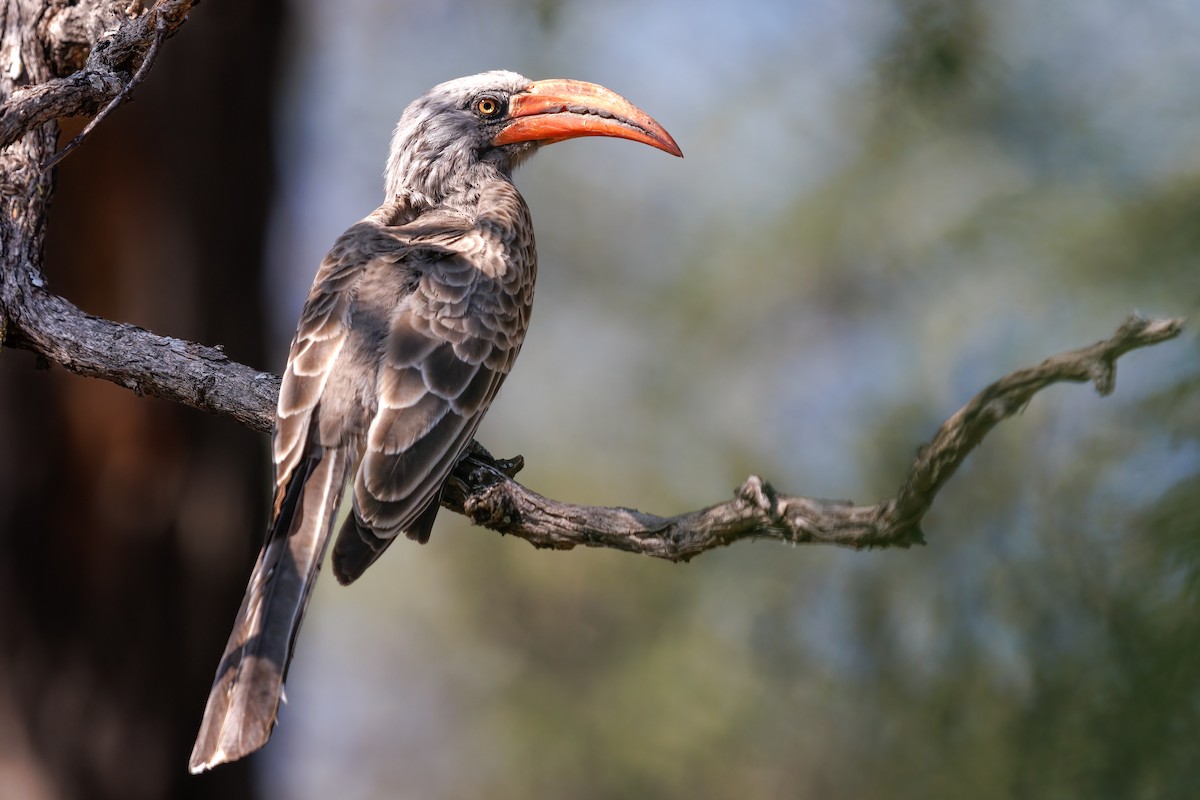 Bradfield's Hornbill - ML637146901