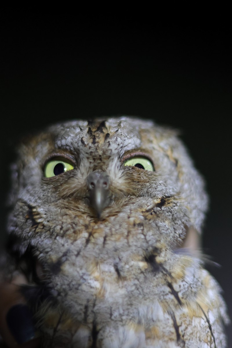 Eurasian Scops-Owl - ML637146914