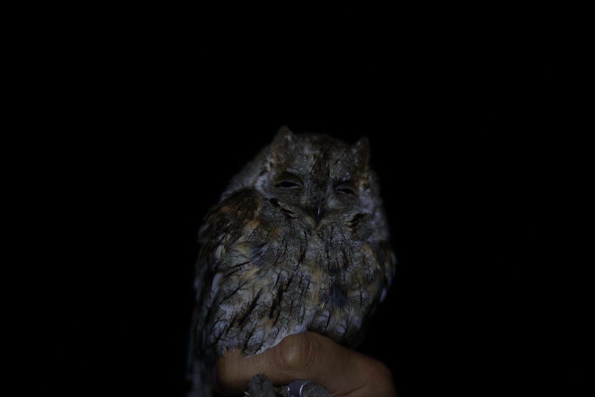 Eurasian Scops-Owl - ML637146925