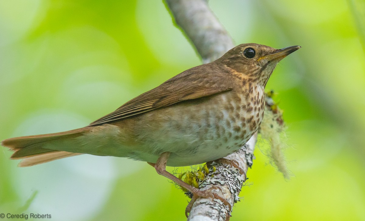 Swainson's Thrush - ML637146927