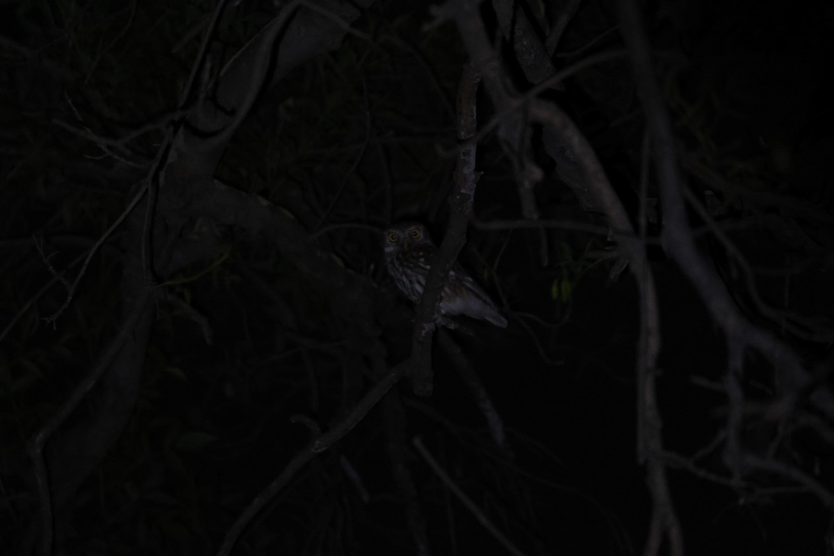 Little Owl - ML637146946