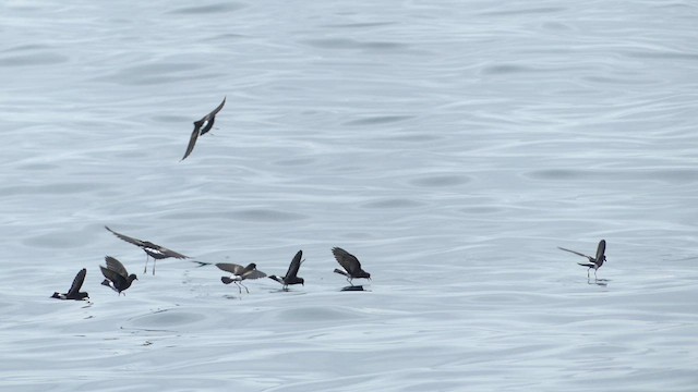 Elliot's Storm-Petrel - ML637146983