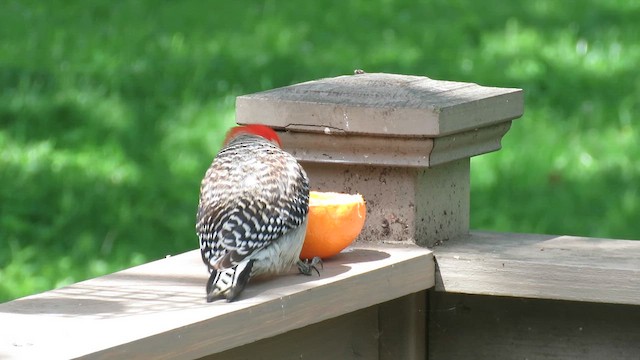 Red-bellied Woodpecker - ML637146988