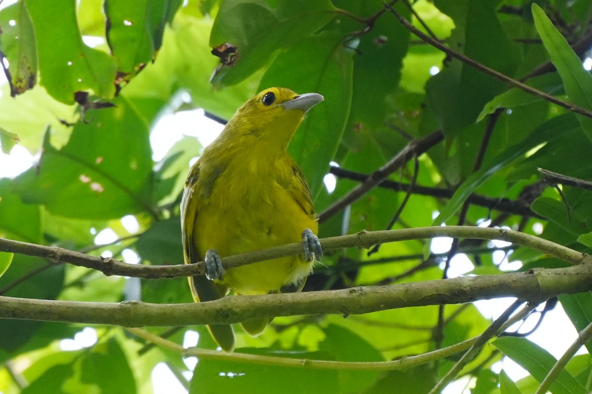 Isabela Oriole - ML637147010