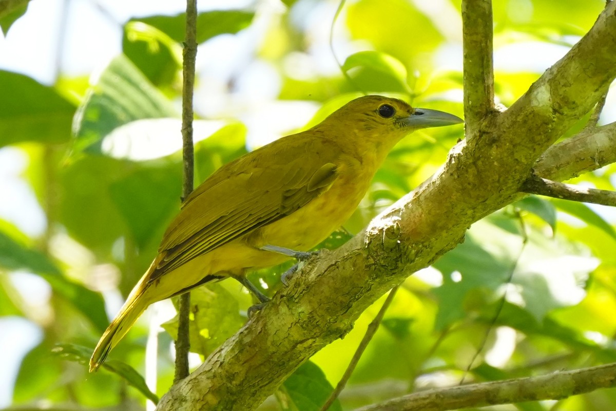 Isabela Oriole - ML637147012
