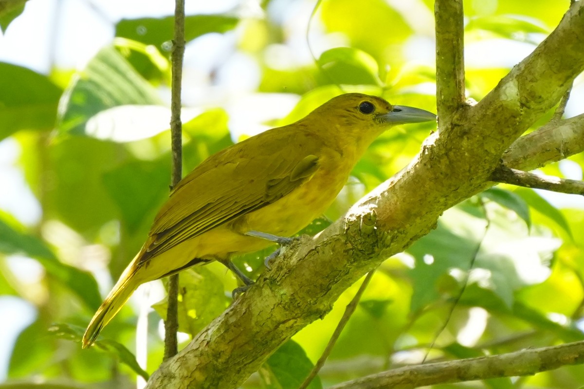 Isabela Oriole - ML637147013
