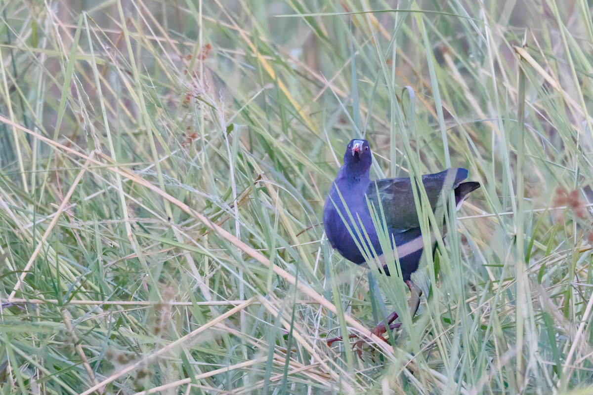 Allen's Gallinule - ML637147034