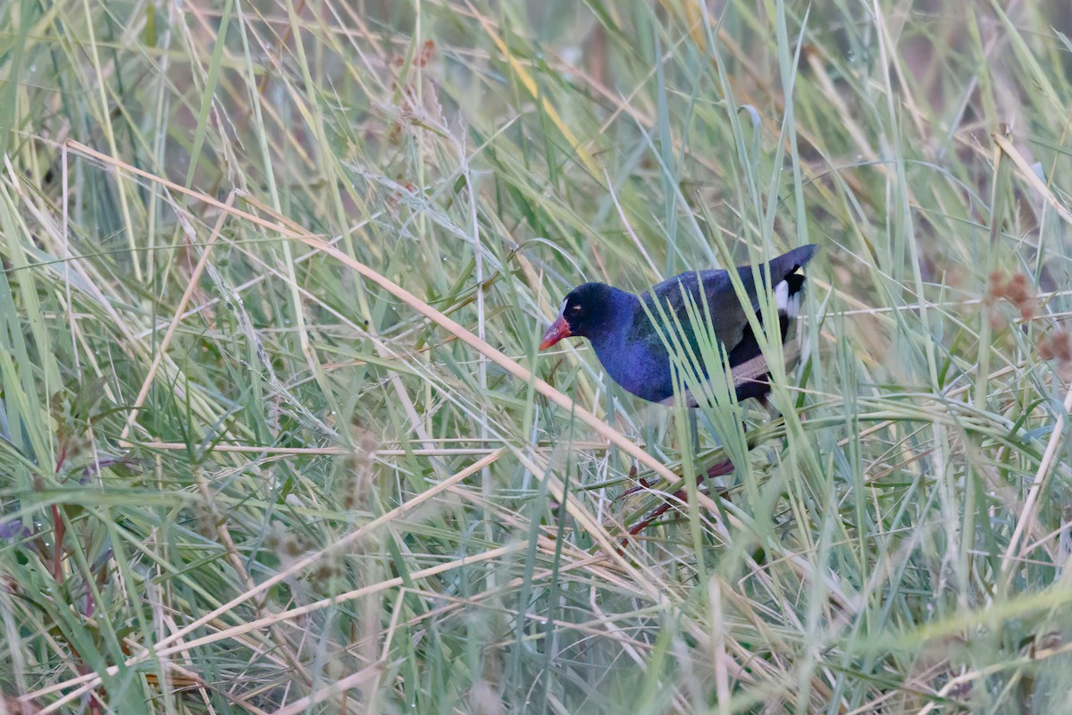 Allen's Gallinule - ML637147036