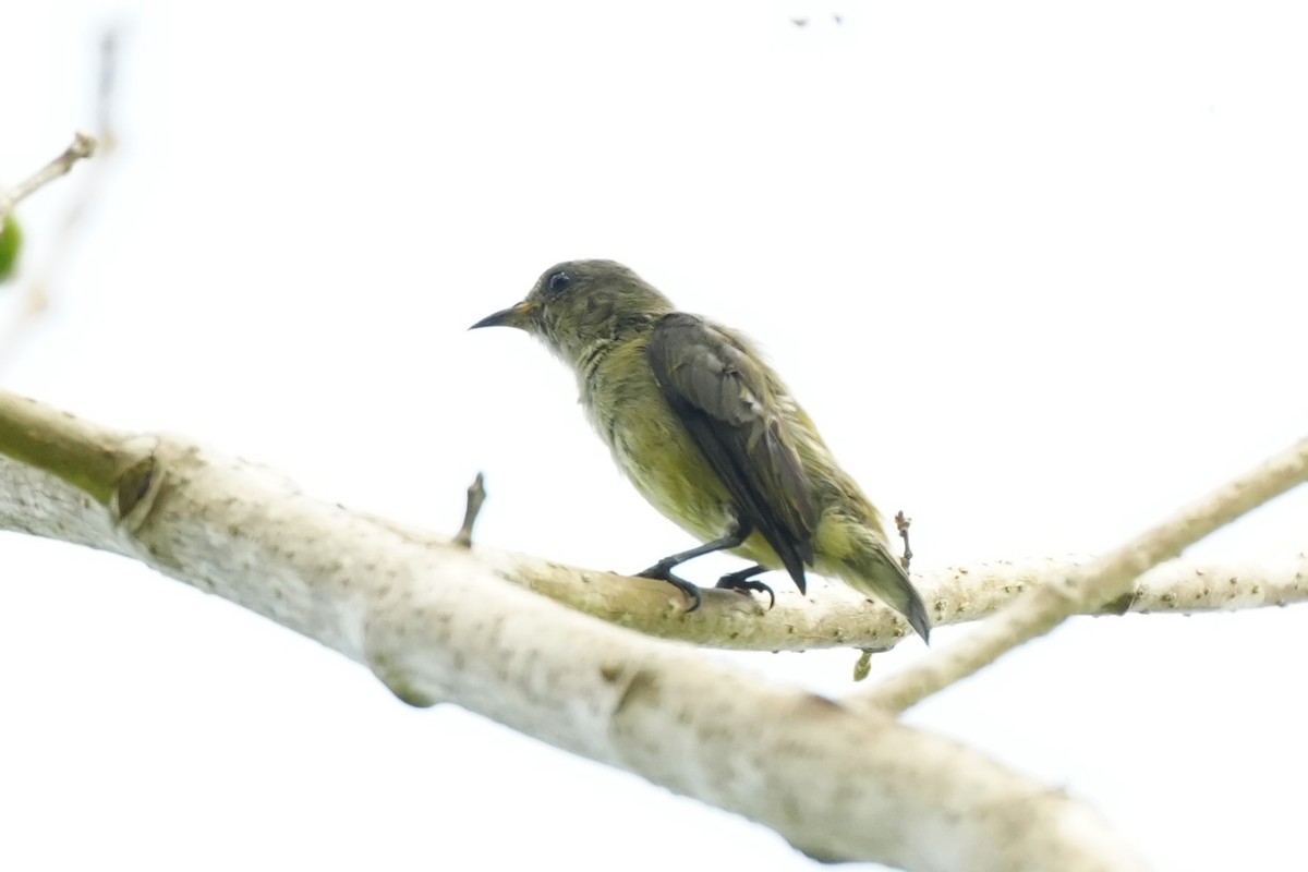 Zwergmistelfresser - ML637147039