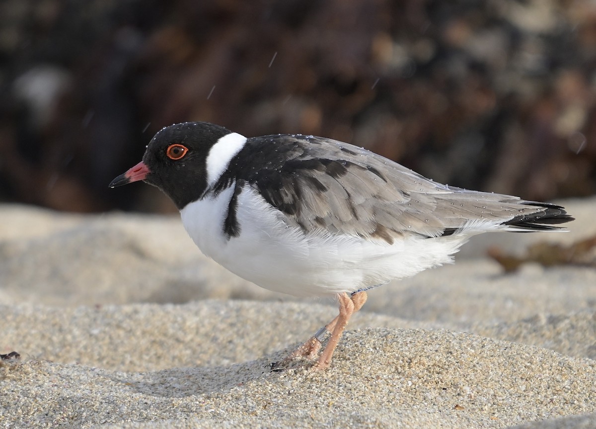 Hooded Plover - ML637147059