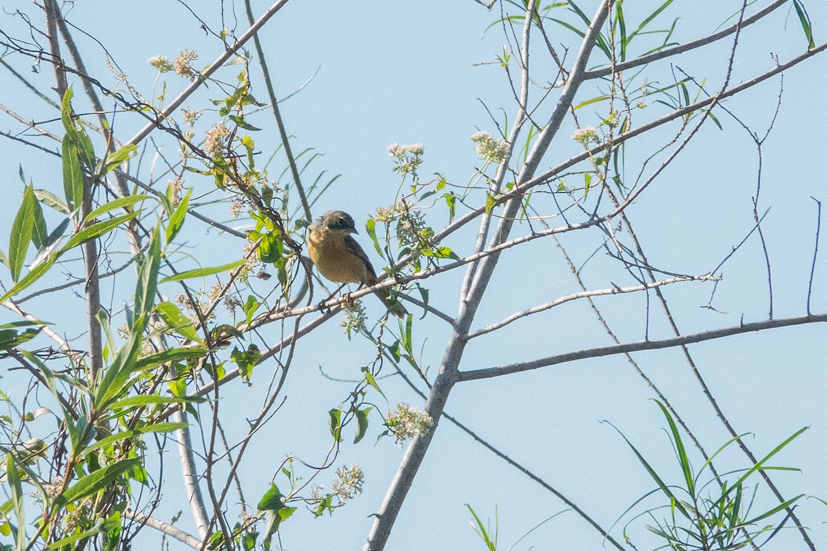 Long-tailed Reed Finch - ML637147072