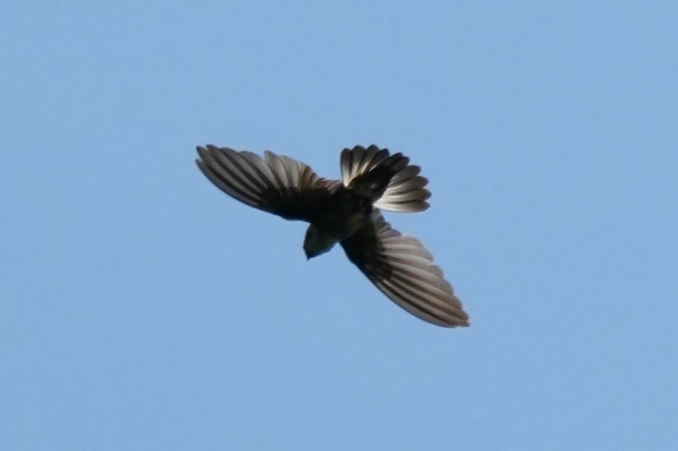 Philippine Swiftlet - ML637147079