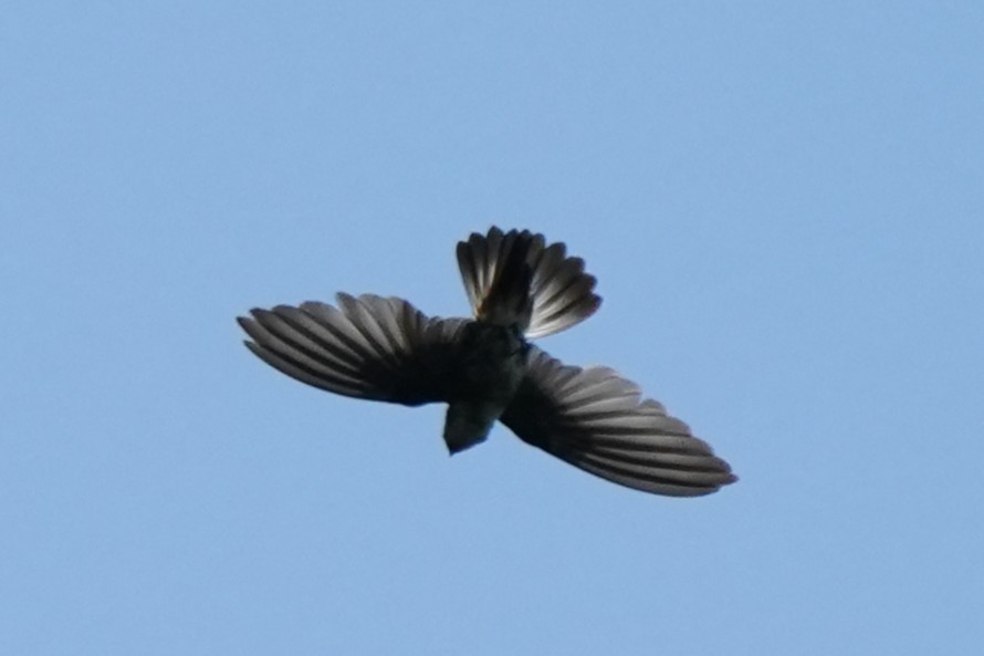Philippine Swiftlet - ML637147080