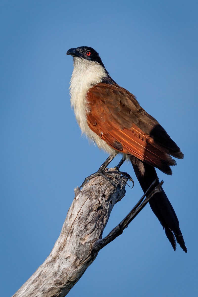 kobberstjertsporegjøk - ML637147094