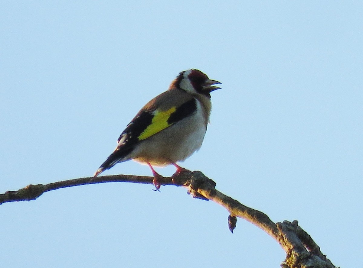 European Goldfinch - ML637147119