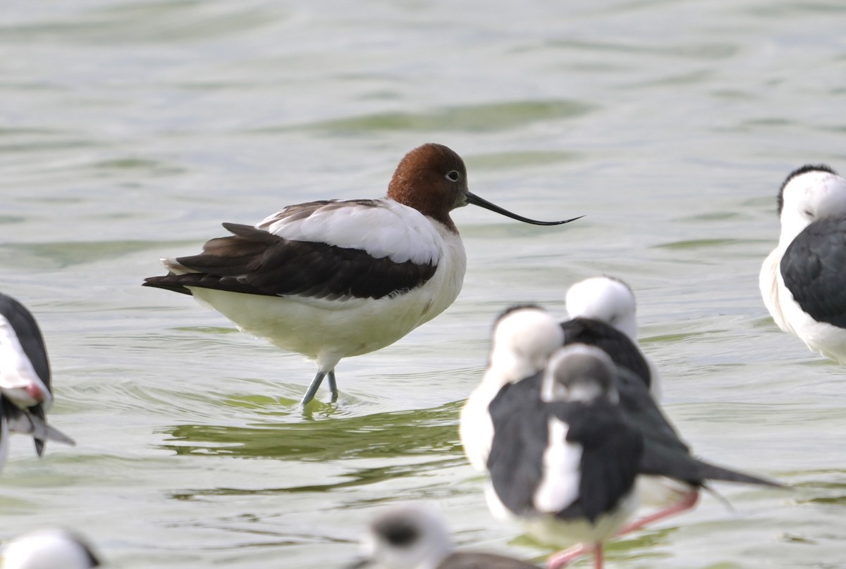Red-necked Avocet - ML637147141