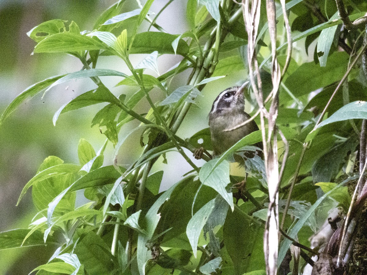 Three-striped Warbler - ML637147151