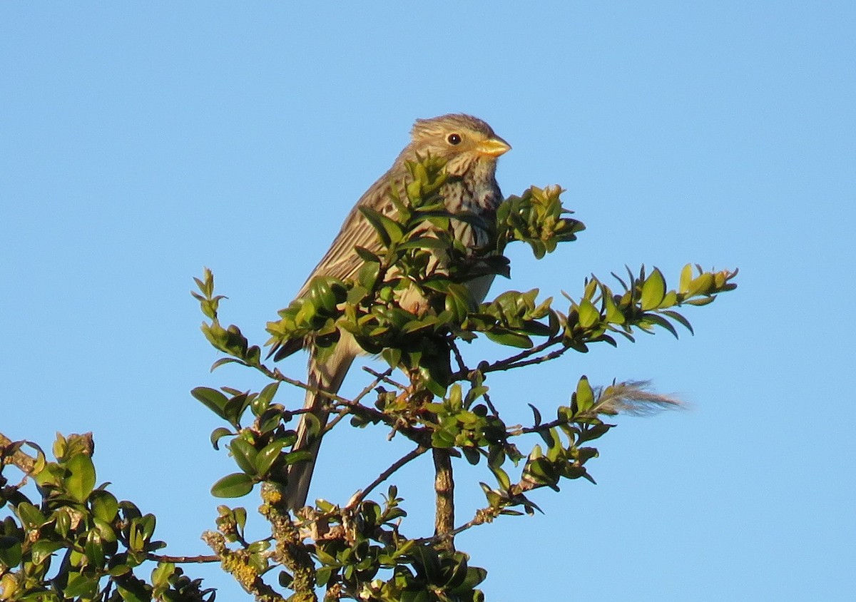 Corn Bunting - ML637147155
