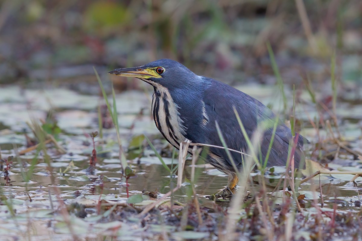 Dwarf Bittern - ML637147170