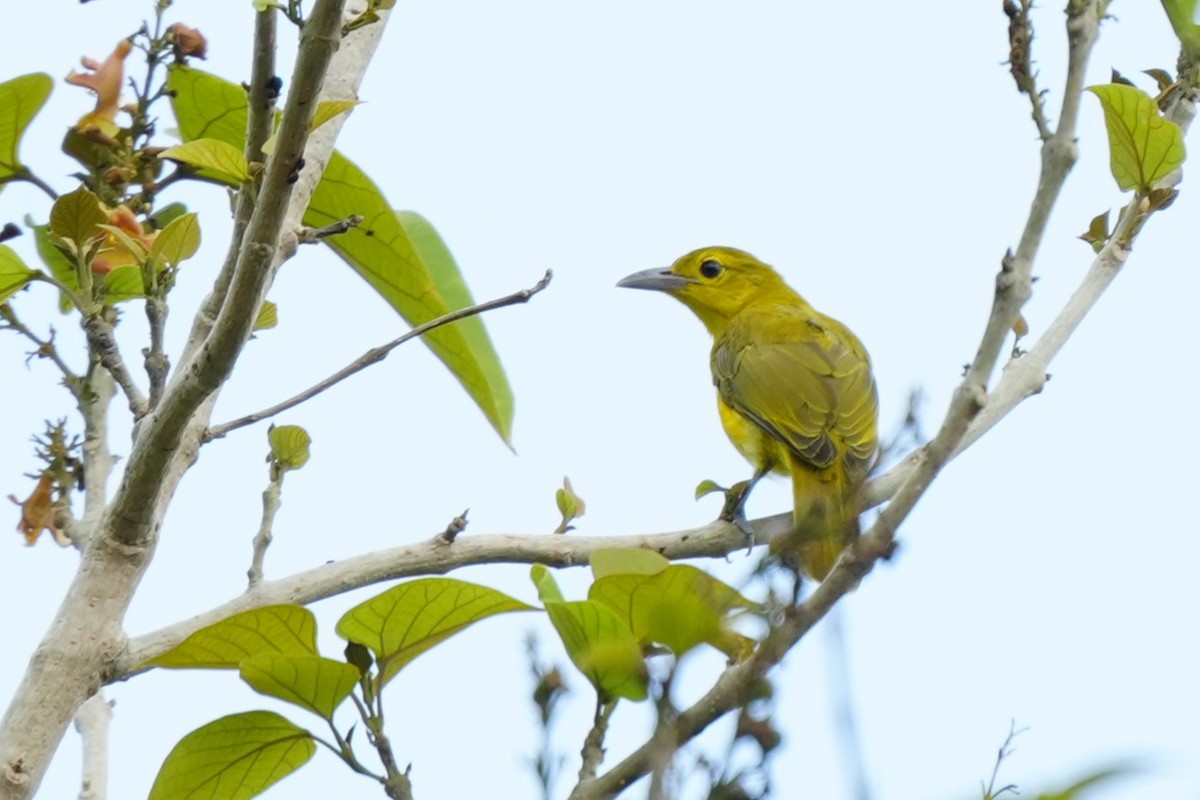 Isabela Oriole - ML637147202