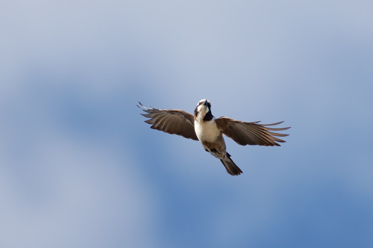 White-crowned Shrike - ML637147209