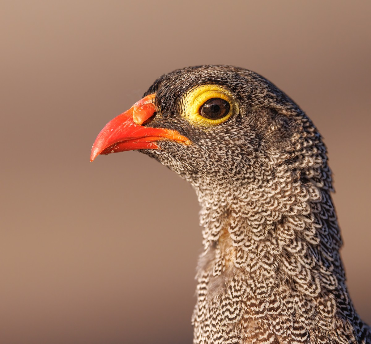 Red-billed Spurfowl - ML637147252