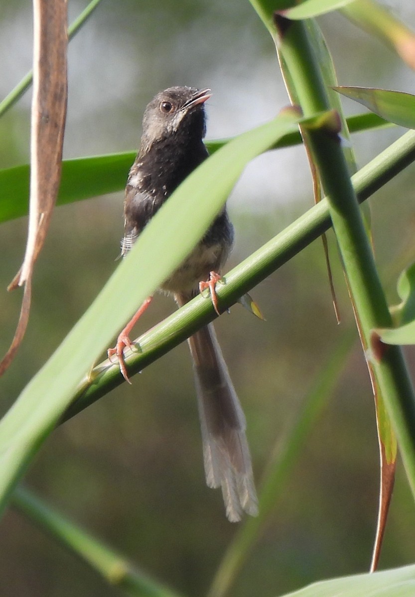 Black-throated Prinia - ML637147257