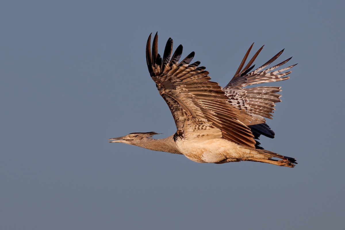 Kori Bustard - ML637147307